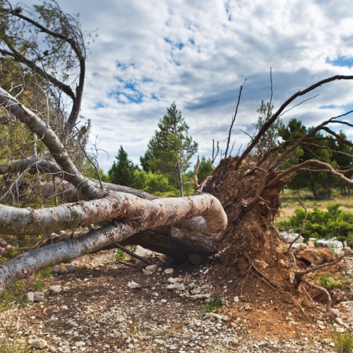 Tree Removal